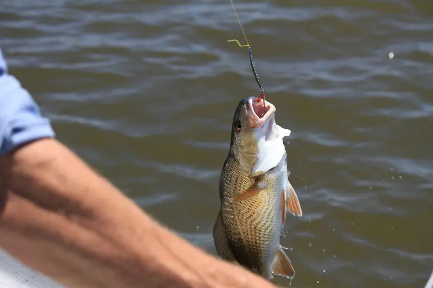 Homem pegando peixe